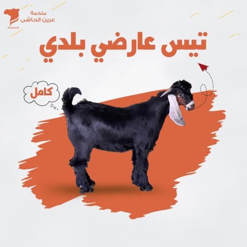 تيس عارضي بلدى كامل