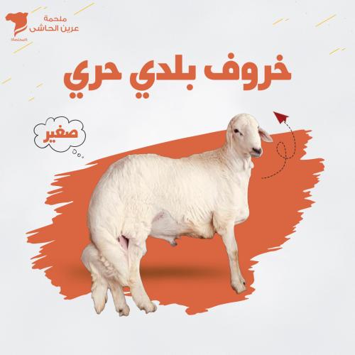 خروف بلدى حرى صغير