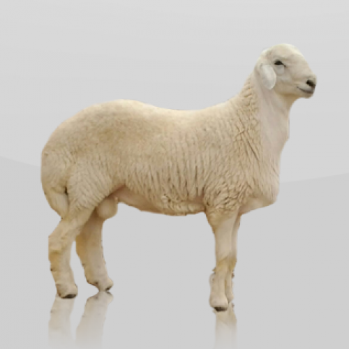 الاضاحي والهدي ( حري )