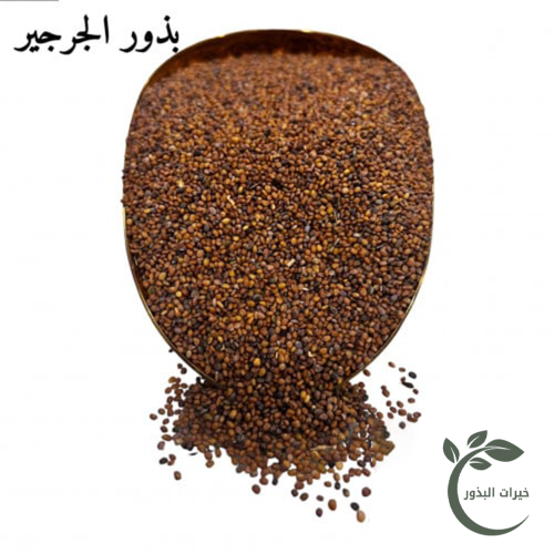بذور الجرجير