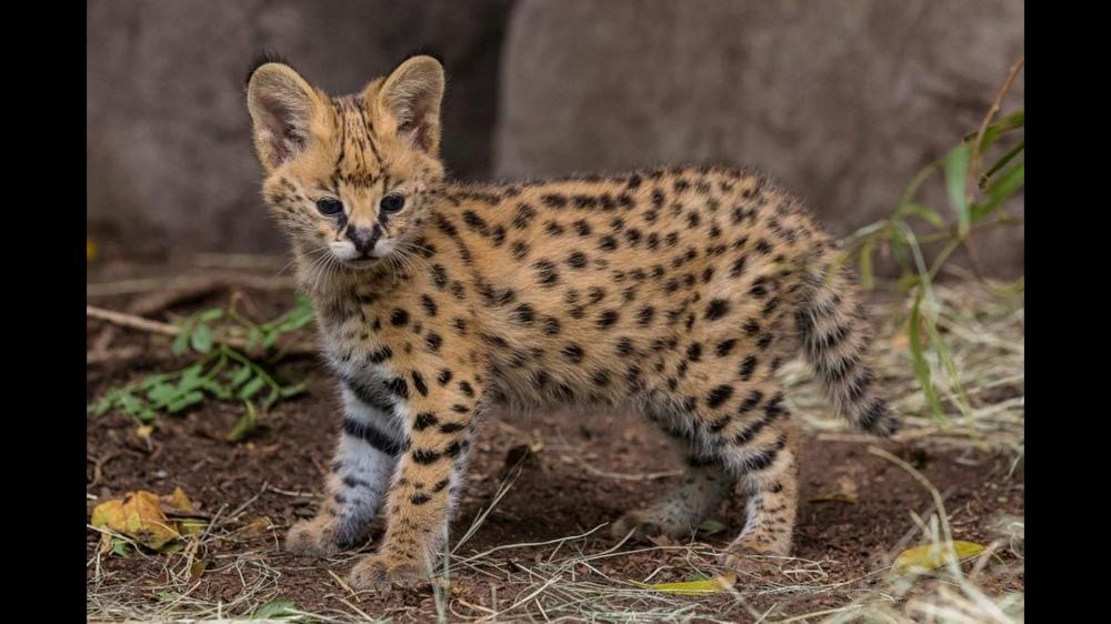 Serval cat Male ناتشورال قاردنس