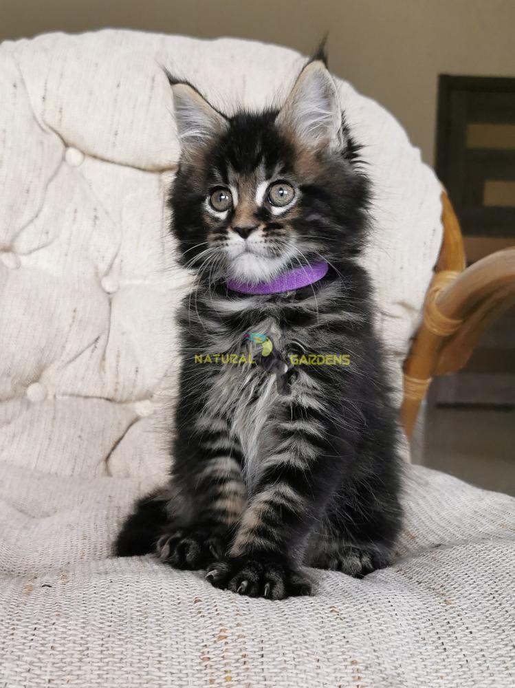 Old Kitten Long Haired Tuxedo Kittens For Sale Two Cats New Kitten