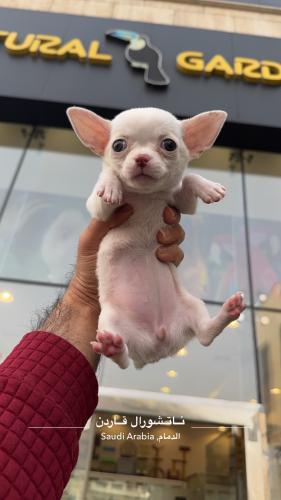 Chihuahua White Female