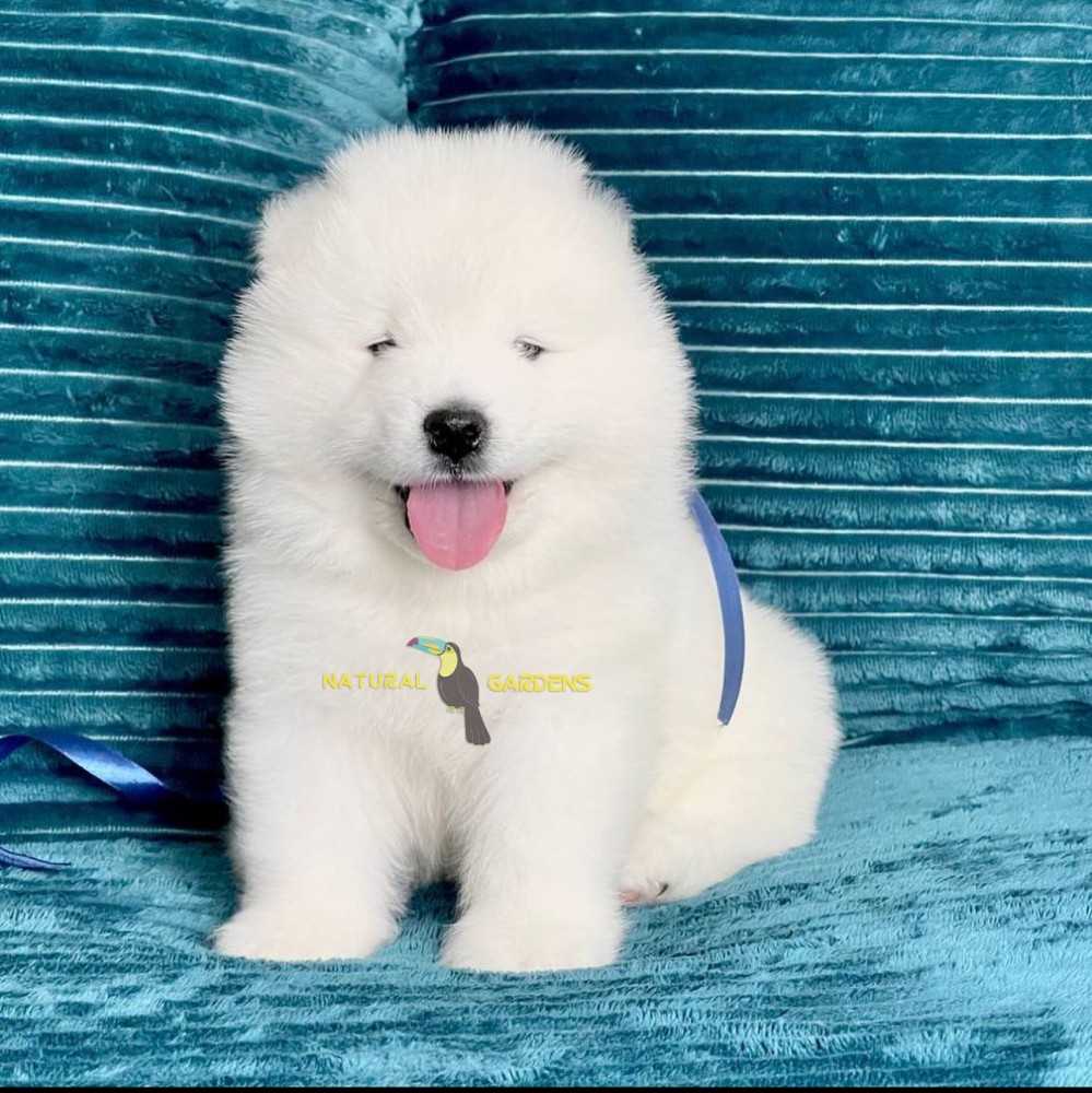 Samoyed dog deals price in rupees