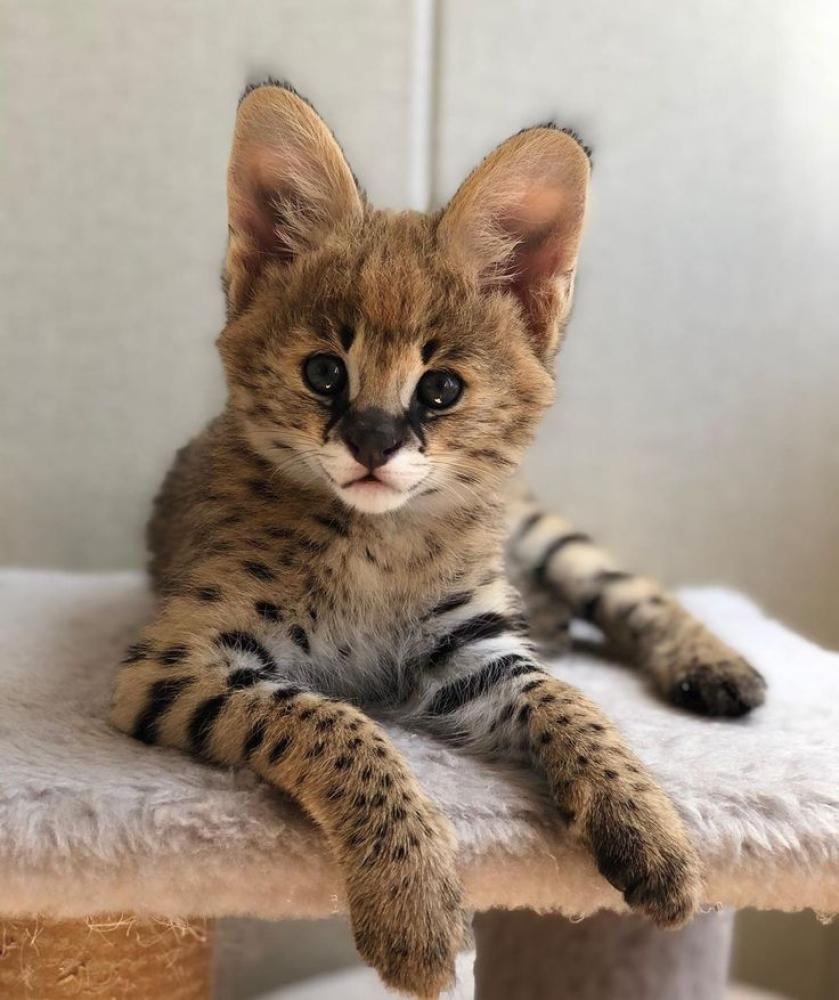 Serval Kittens Serval Cat Male ناتشورال قاردنس
