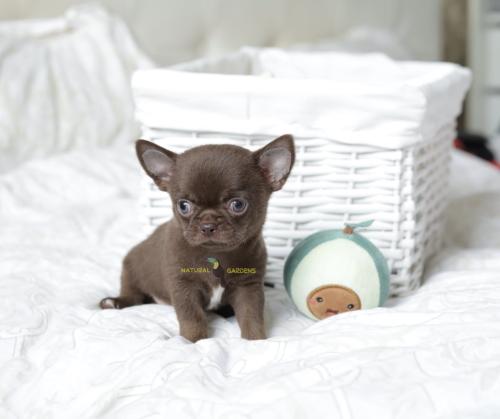 Chihuahua male