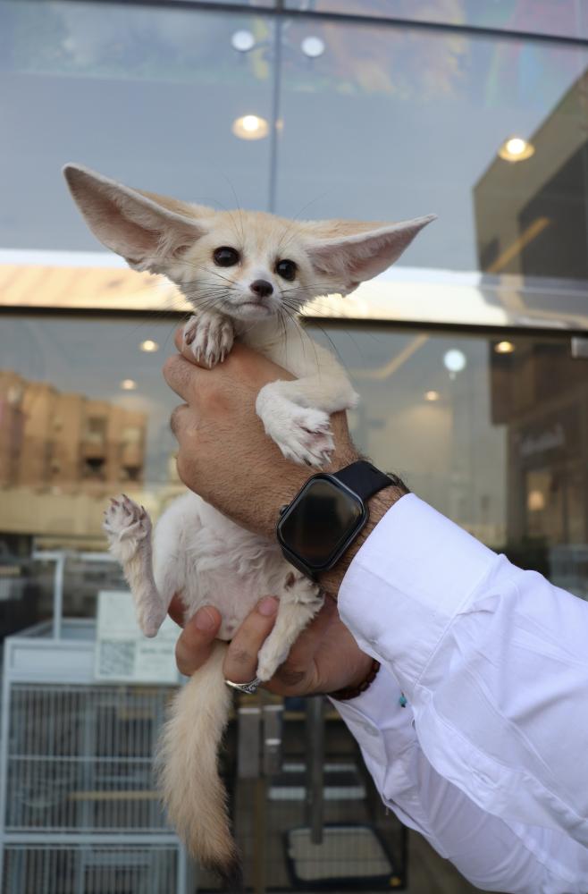 Fennec fox male ناتشورال قاردنس