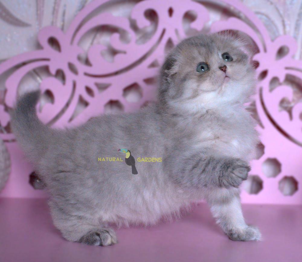 Munchkin British Longhair Munchkin Cat Long Haired Grey Kittens