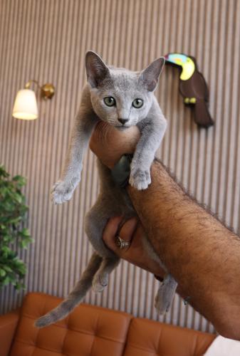 Russian blue