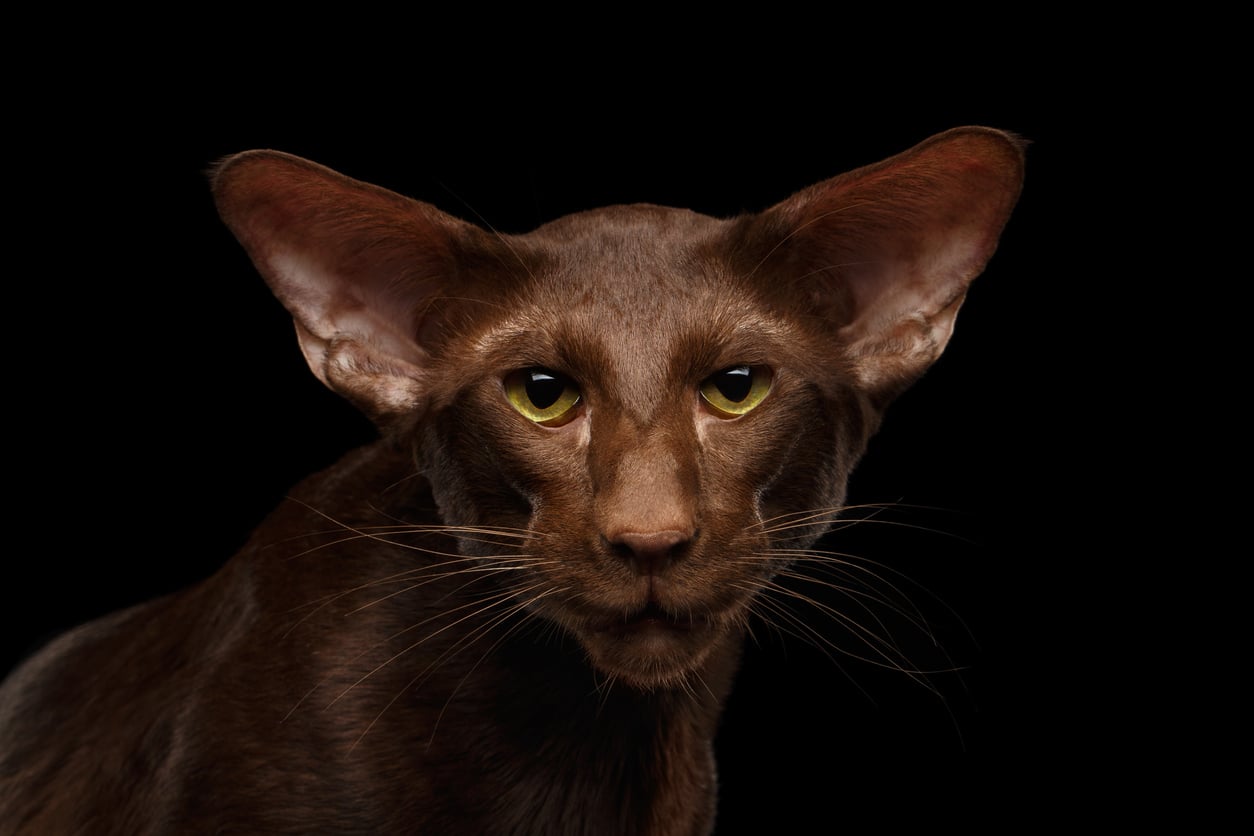 القط الشرقي Orintal cat