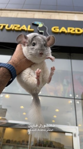 Chinchilla White Mozaique