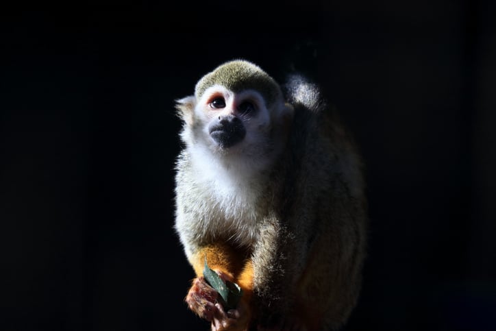 قرد السنجاب Squirrel monkey