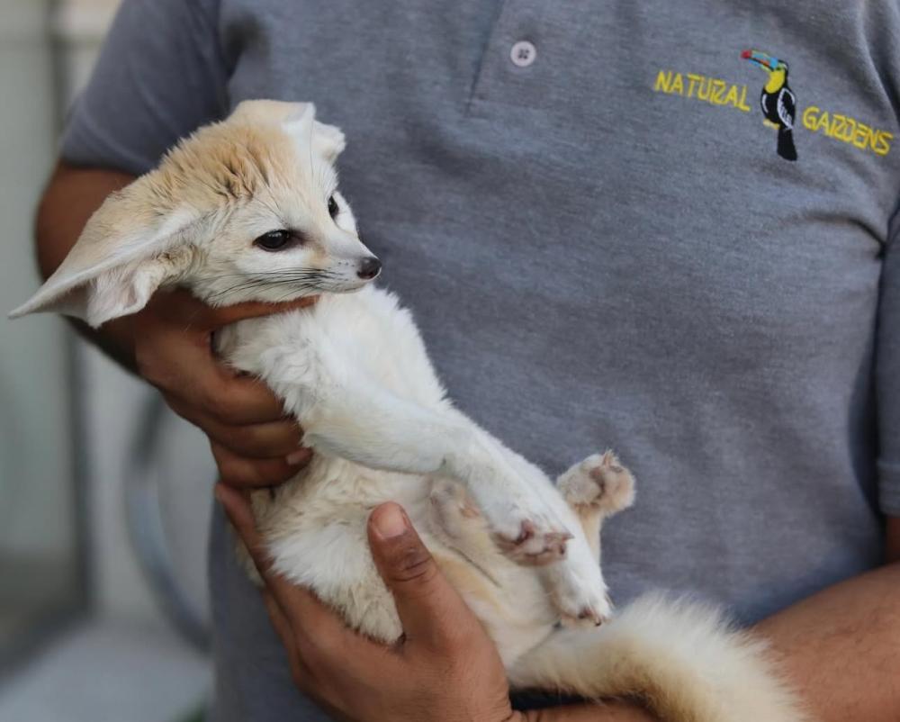 Fennec Types Of Foxes For Pets Exotic Shorthair For Sale In The