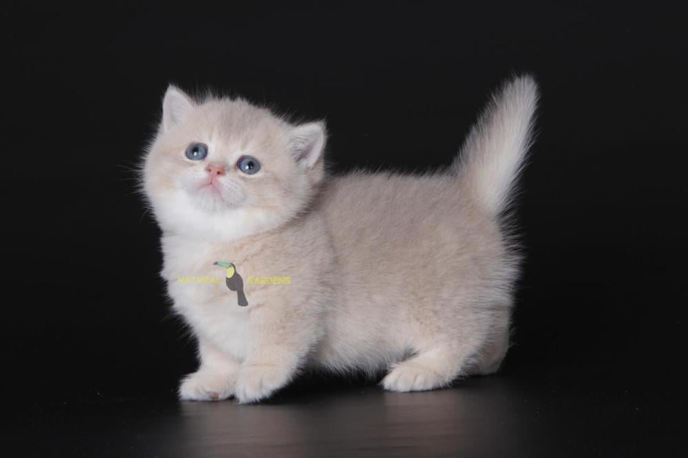 White Cat Blue Tabby Munchkin Cat British Shorthair Munchkin Cats