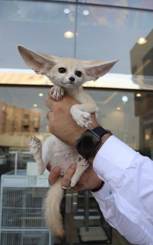 Fennec fox male