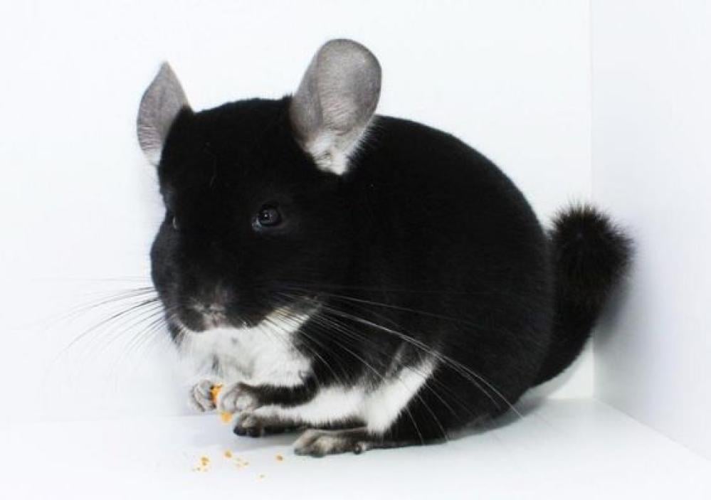 Black fashion chinchilla