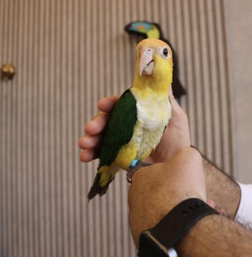 ببغاء كايك وايت بيلي اليف وهدد