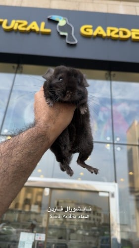 Chinchilla Full Black