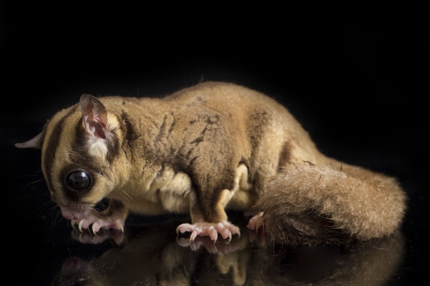 السنجاب الطائر