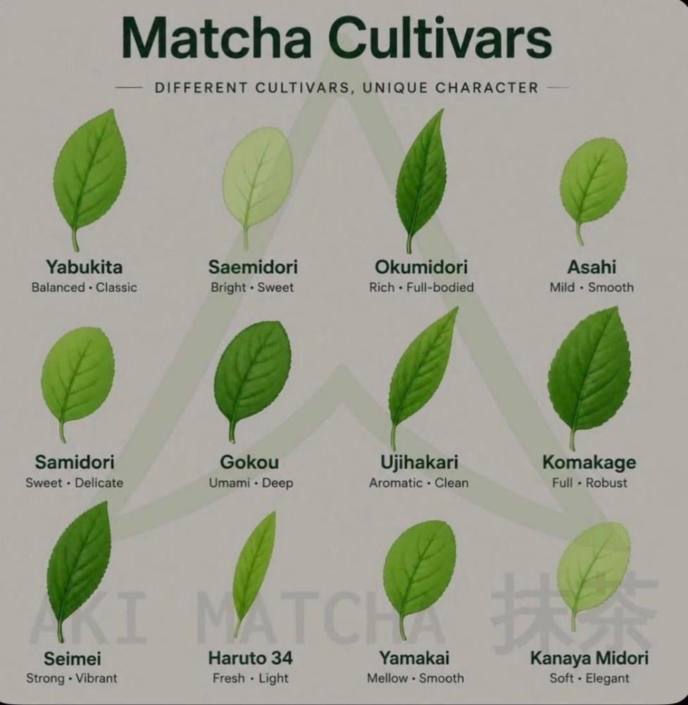 أصناف الماتشا اليابانية: الدليل الشامل لأشهر Cultivars المستخدمة في إنتاج الماتشا الفاخرة