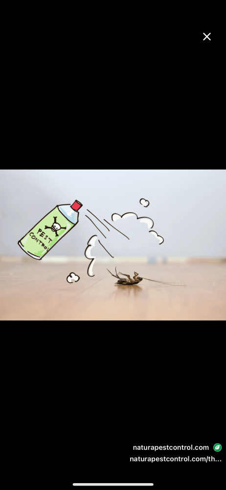 أضرار الحشرات على المنزل والصحة