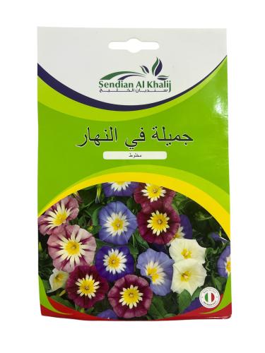 بذور مجد الصباح ايبوميا مخلوط