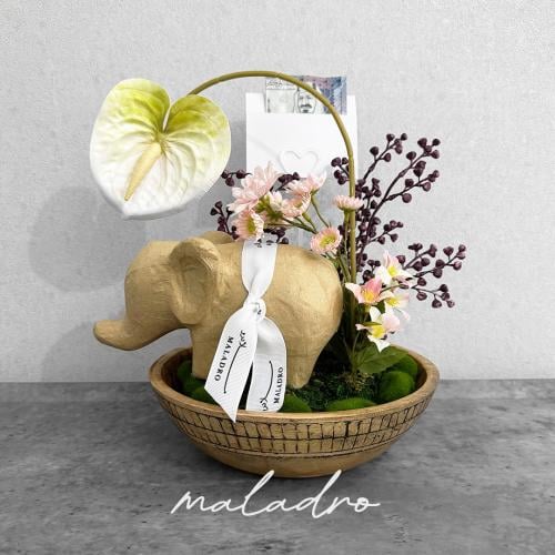 فازة Eleva – إليفا