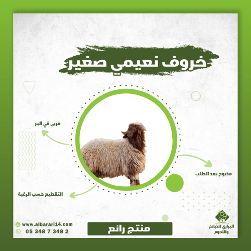 خروف نعيمي صغير
