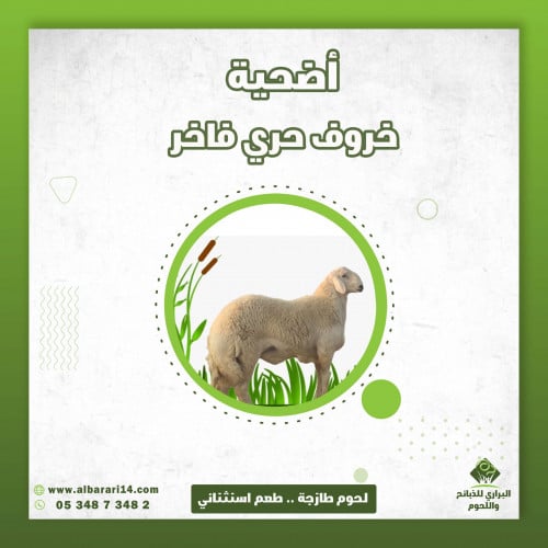 خروف جذع حري فاخر اضحية ( اليوم الأول )