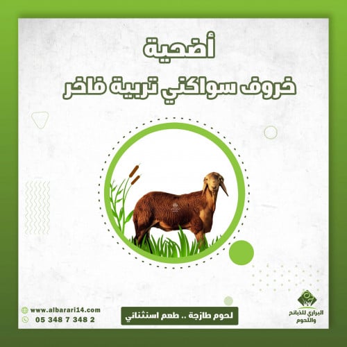 خروف جذع سواكني تربية فاخر اضحية ( اليوم الأول )