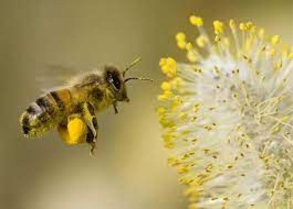 كيف تعالج النحل إذا أصيب بالمبيدات ؟