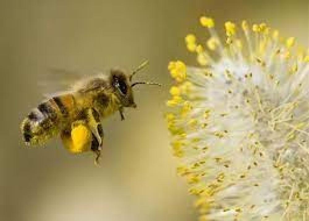 الحواس التي يستخدمها النحل لتحديد المصدر الرحيقي