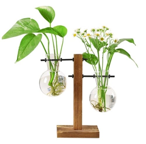 نبته زينة للمكاتب والطاولات