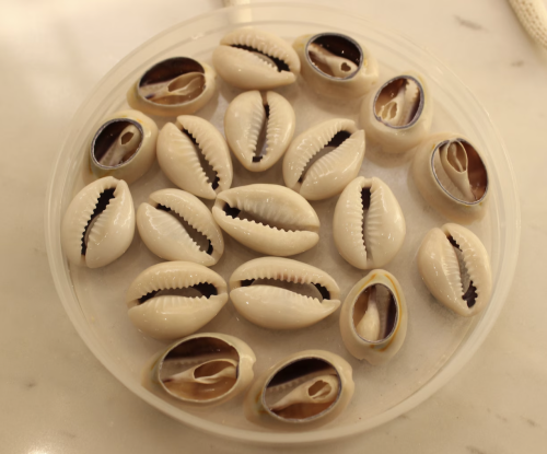 صدف ابيض بدون خرمات