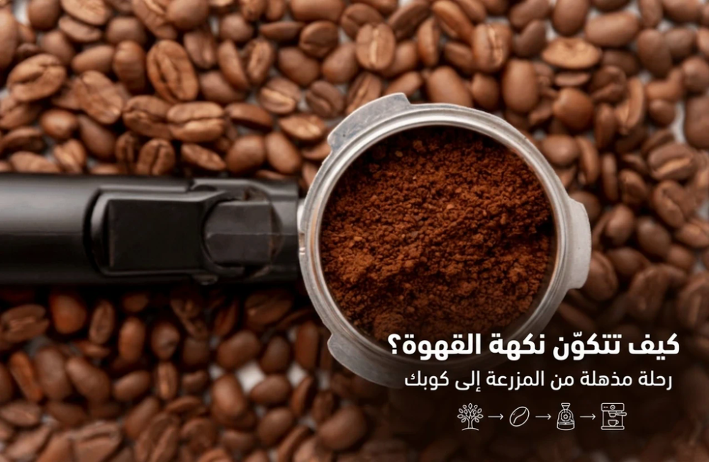 كيف تتكوّن نكهة القهوة؟ رحلة مذهلة من المزرعة إلى كوبك