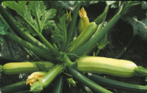 بذور كوسه 44