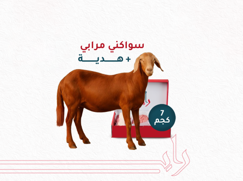 سواكني مرابي 7 كيلو + هدية