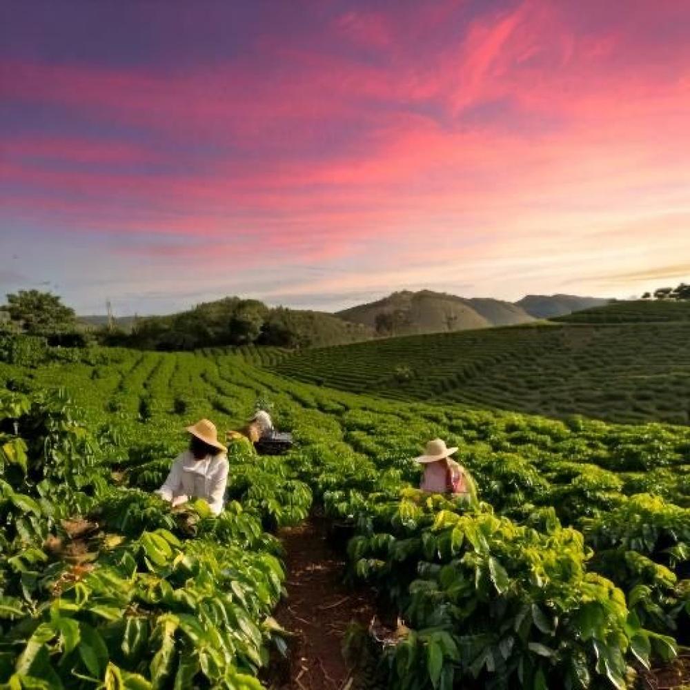 مزارع القهوة في البرازيل: قلب صناعة القهوة العالمية