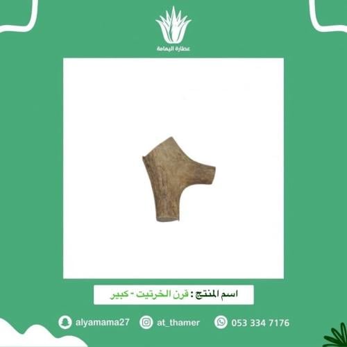 قرن الخرتيت - كبير