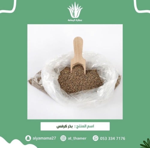 بذر كرفس