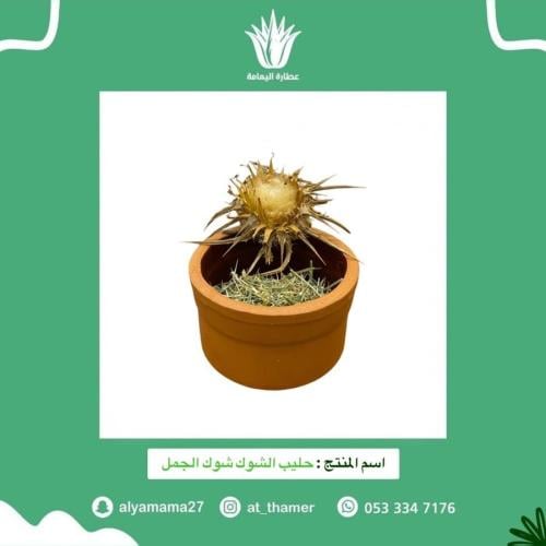 حليب الشوك شوك الجمل