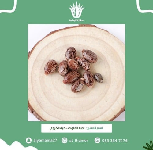 حبة الملوك - حبة الخروع