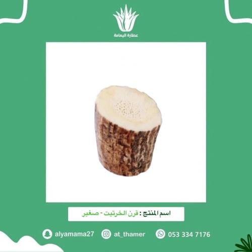 قرن الخرتيت - صغير