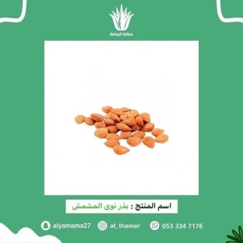 بذر نوى المشمش