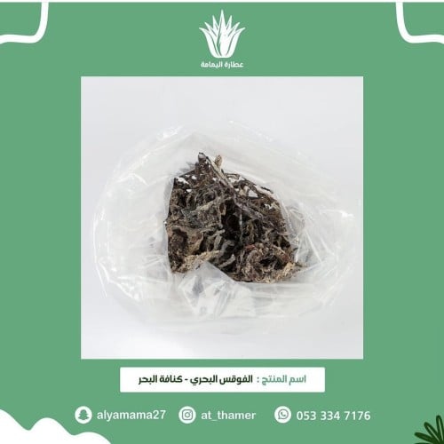 الفوقس البحري