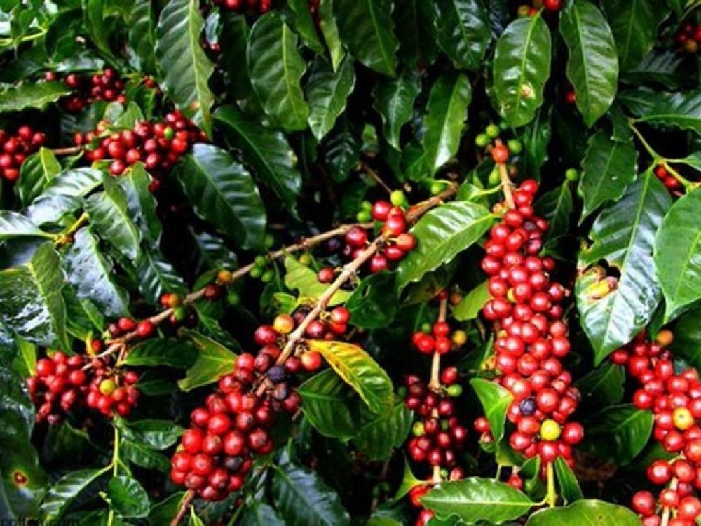 Biodynamic Coffee — The Future of Sustainable Agriculture in the Specialty Coffee World