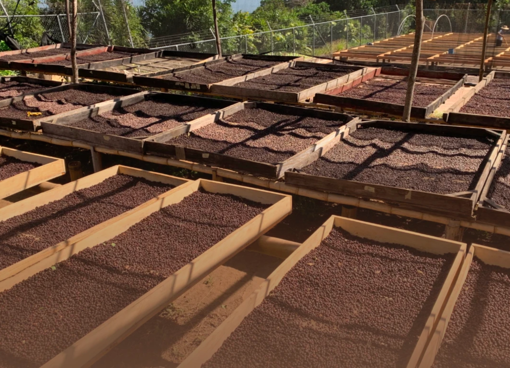 Sun-dried coffee — back to the roots with modern elegance