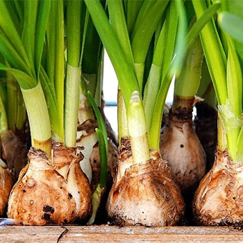 بصيلات الزعفران والتوليب