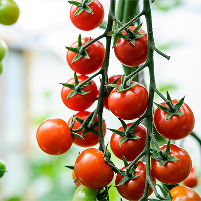 بذور الطماطم