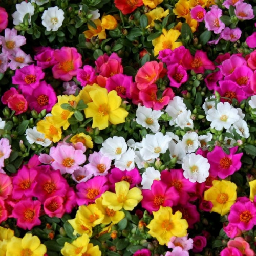 بذور زهور الصباح - ملون - Portulaca Grand flora